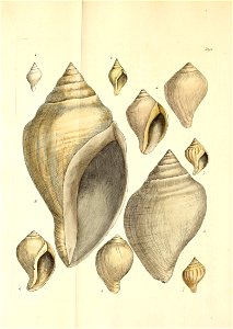 n359_w1150