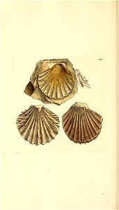 n117_w1150