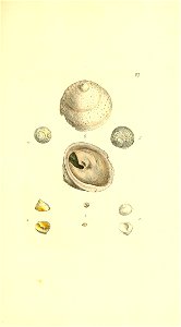 n442_w1150