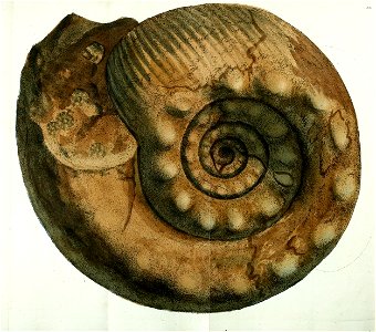 n437_w1150