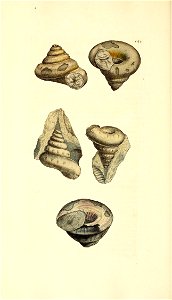 n181_w1150