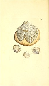 n245_w1150