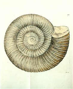 n111_w1150