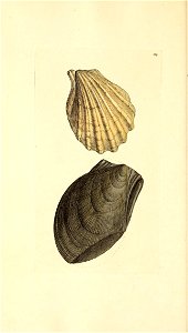 n55_w1150