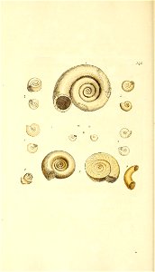 n175_w1150