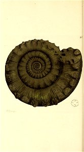 n433_w1150