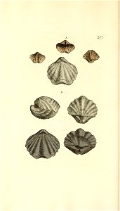 n263_w1150