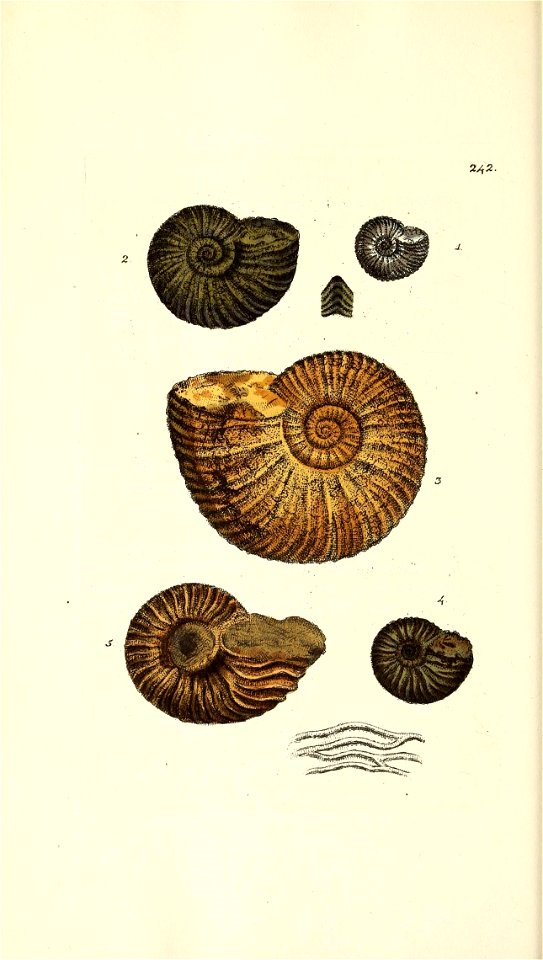 n159_w1150