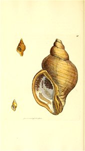 n115_w1150