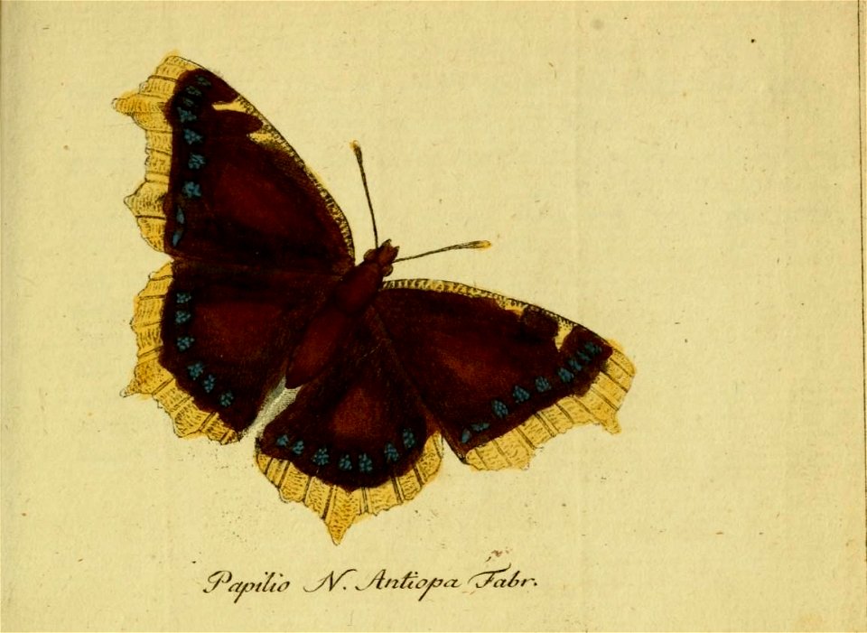 n494_w1150