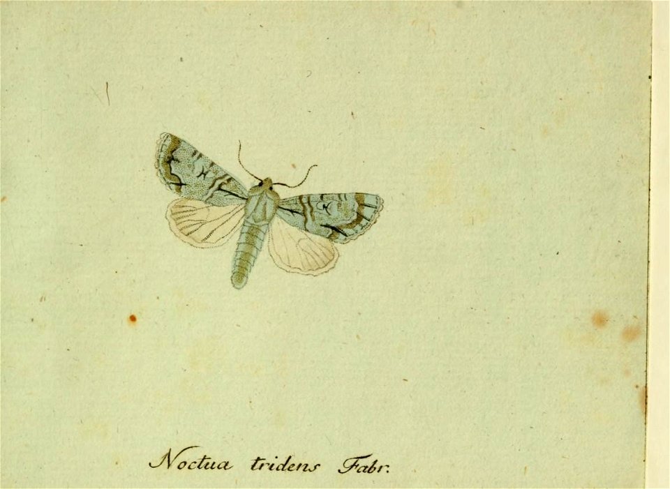 n598_w1150