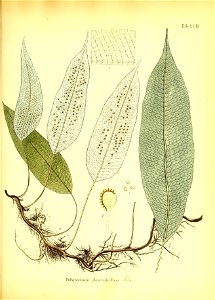 n478_w1150