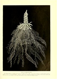 n652_w1150