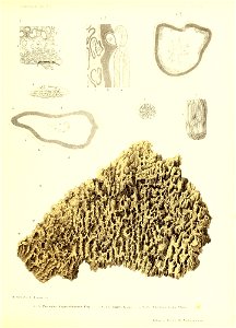n338_w1150