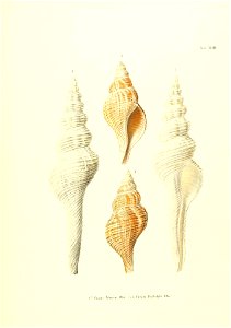 n238_w1150