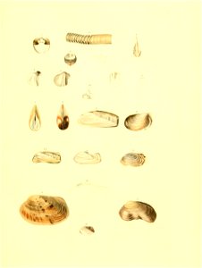 n338_w1150