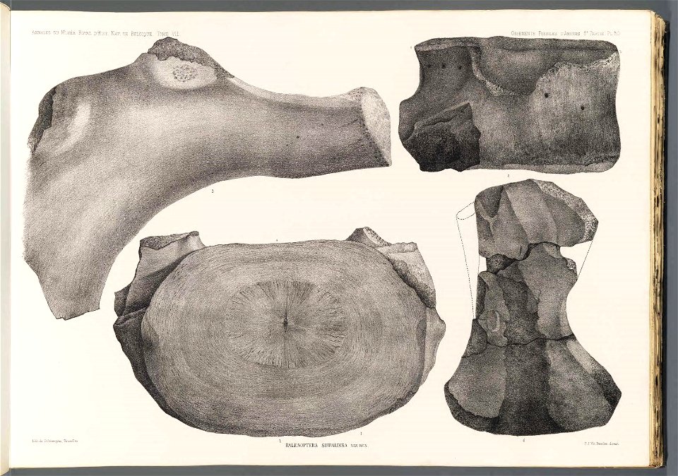 n51_w1150