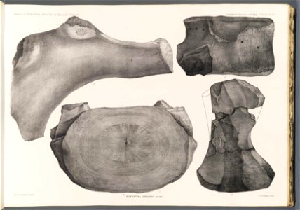 n51_w1150