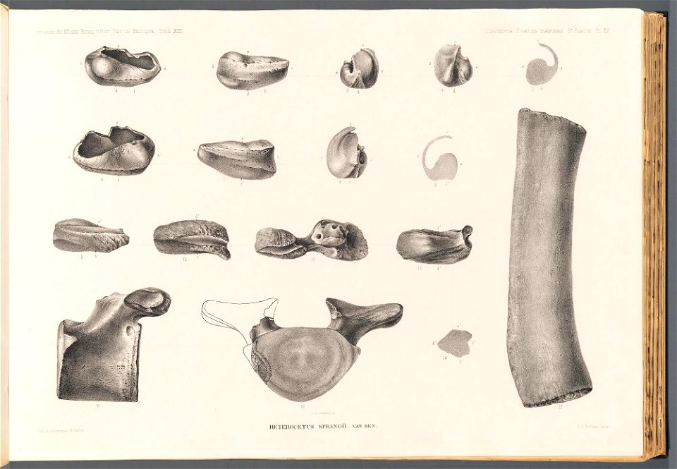 n136_w1150