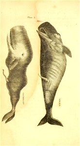 n69_w1150