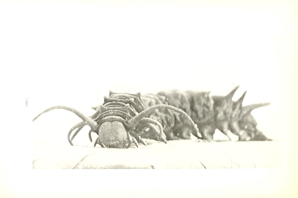 n189_w1150
