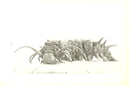 n189_w1150