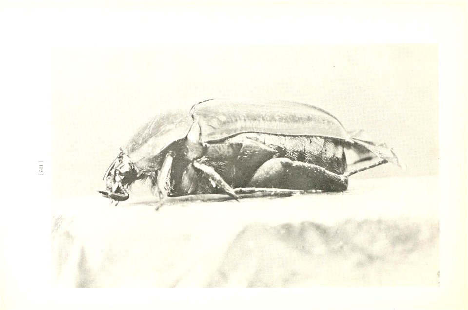 n115_w1150