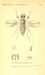 n239_w1150