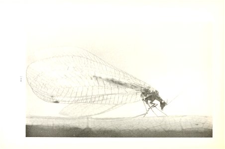 n207_w1150