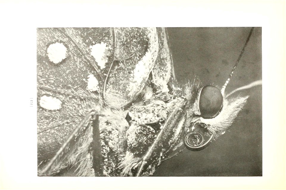n175_w1150