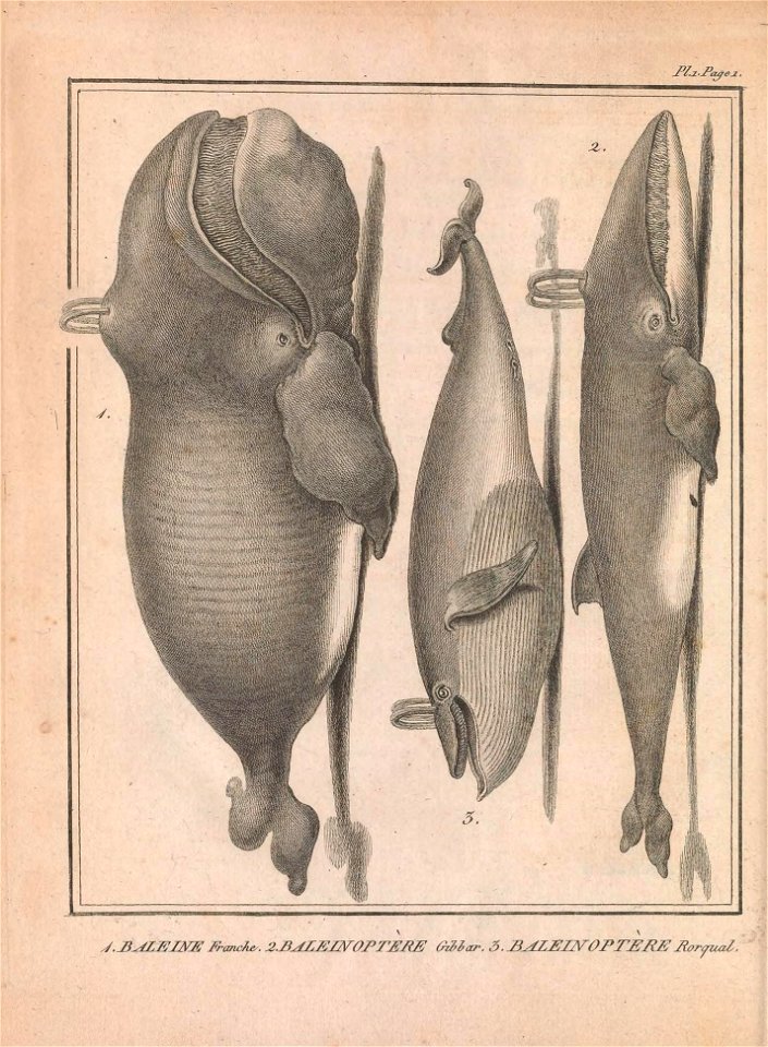 n51_w1150