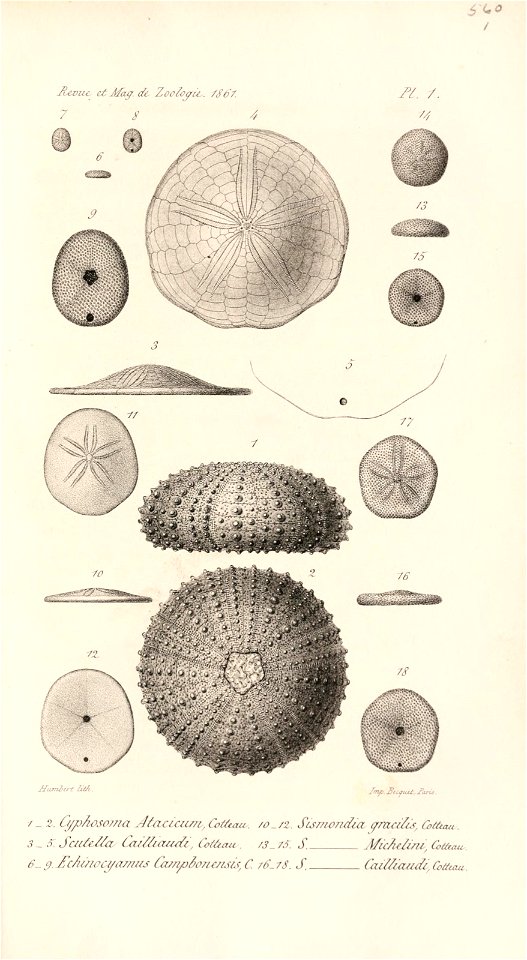 n590_w1150