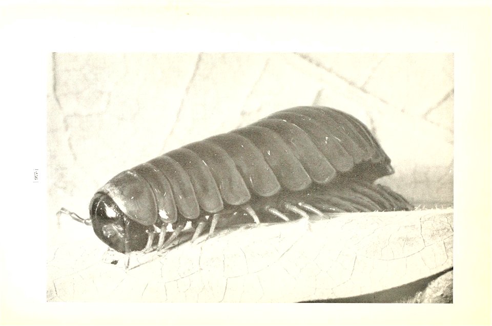 n259_w1150