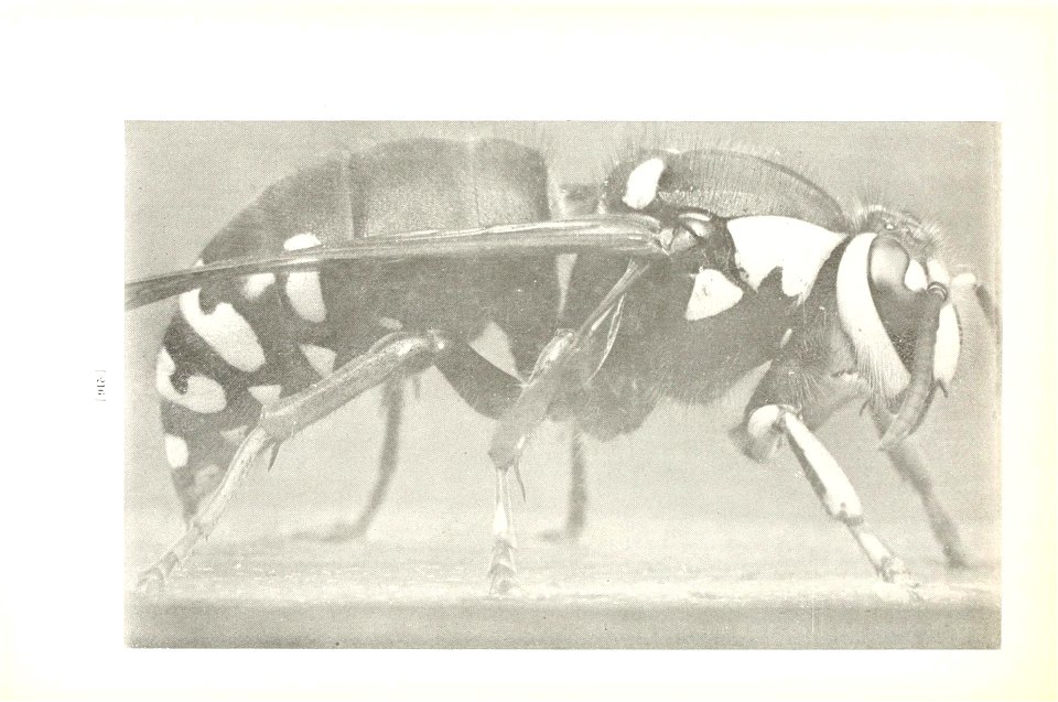 n219_w1150