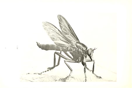 n153_w1150