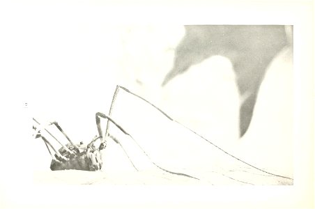n51_w1150