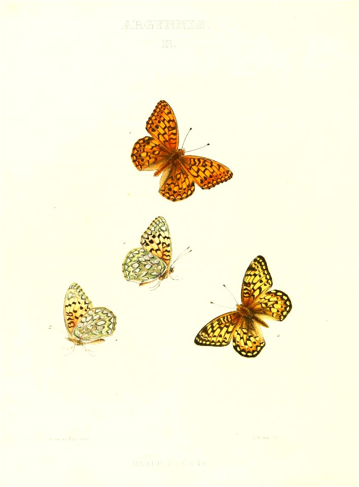 n195_w1150