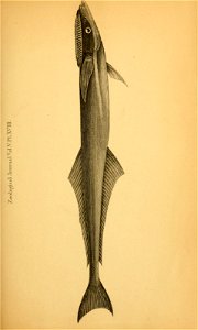 n544_w1150