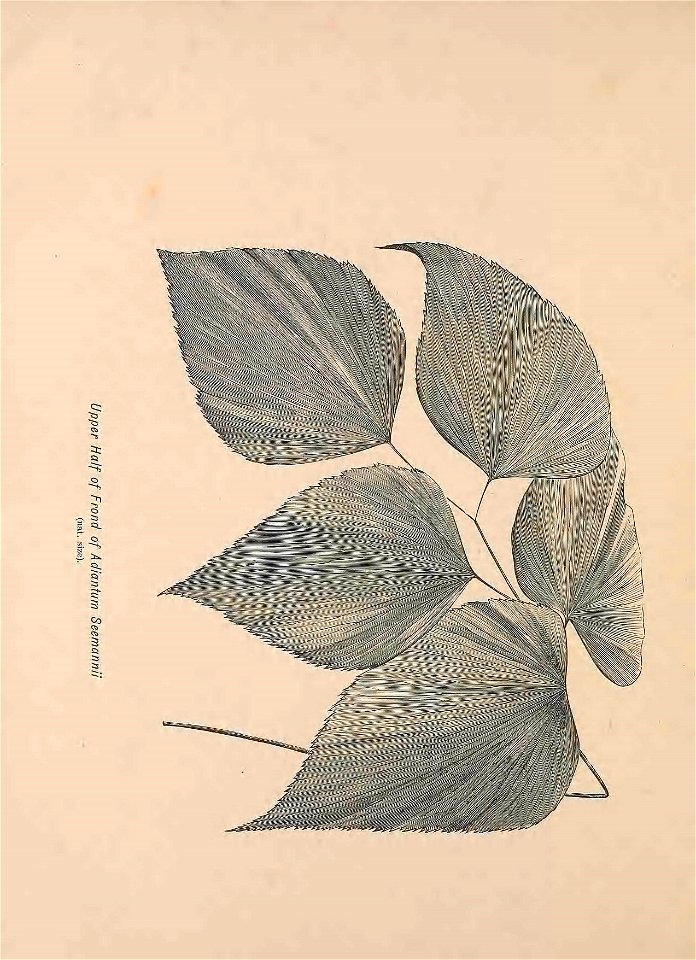 n511_w1150