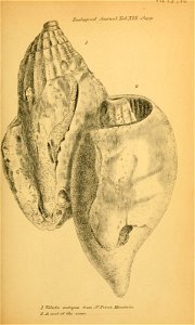 n598_w1150