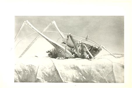 n75_w1150
