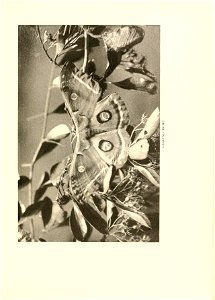 n276_w1150