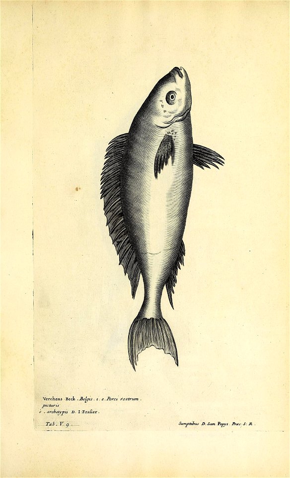 n650_w1150