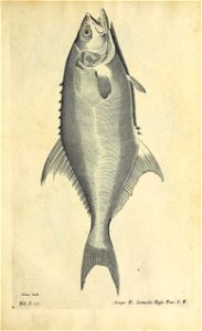 n594_w1150