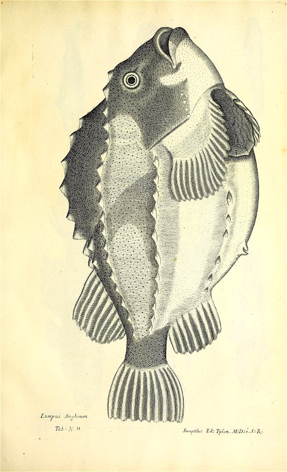 n406_w1150