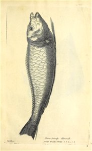 n690_w1150