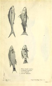 n686_w1150
