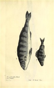 n586_w1150