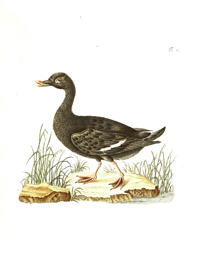 n68_w1150
