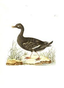 n68_w1150